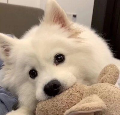 狗狗微信头像图片大全可爱