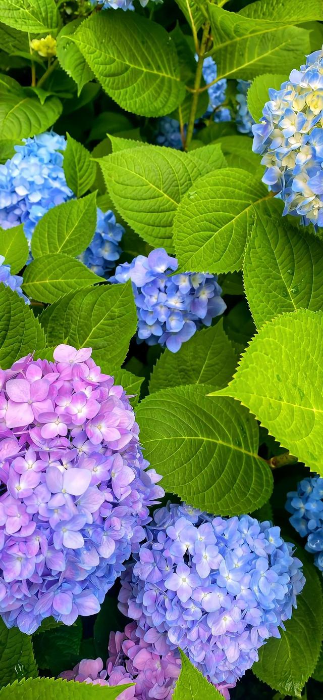 壁纸分享,我最喜欢的绣球花