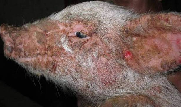 猪渗出性表皮炎