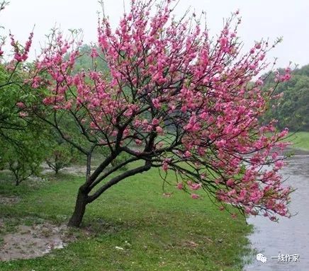 创作大赛那株桃花树刘志宇