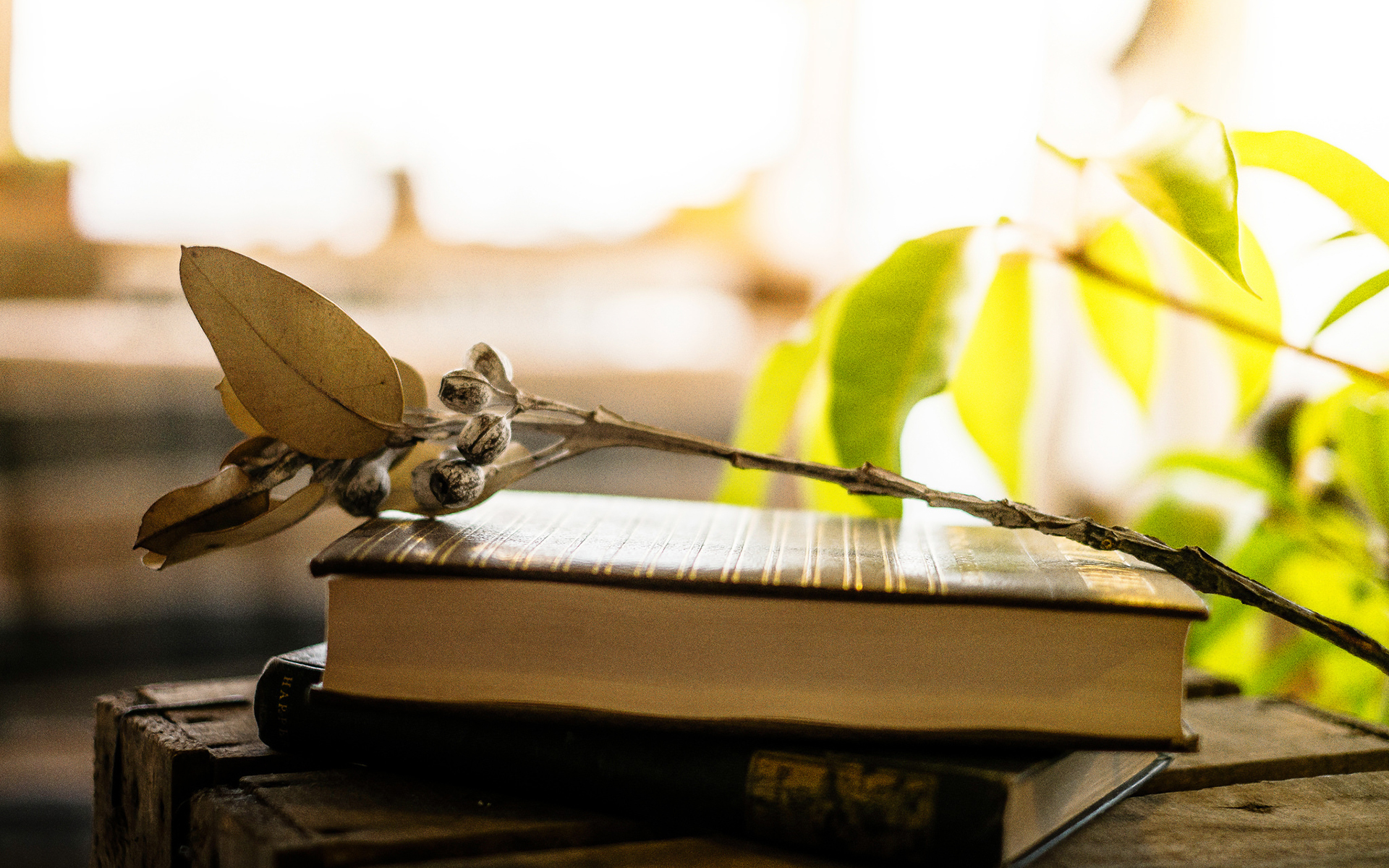 创意手工制作唯美的干花图片桌面壁纸高清