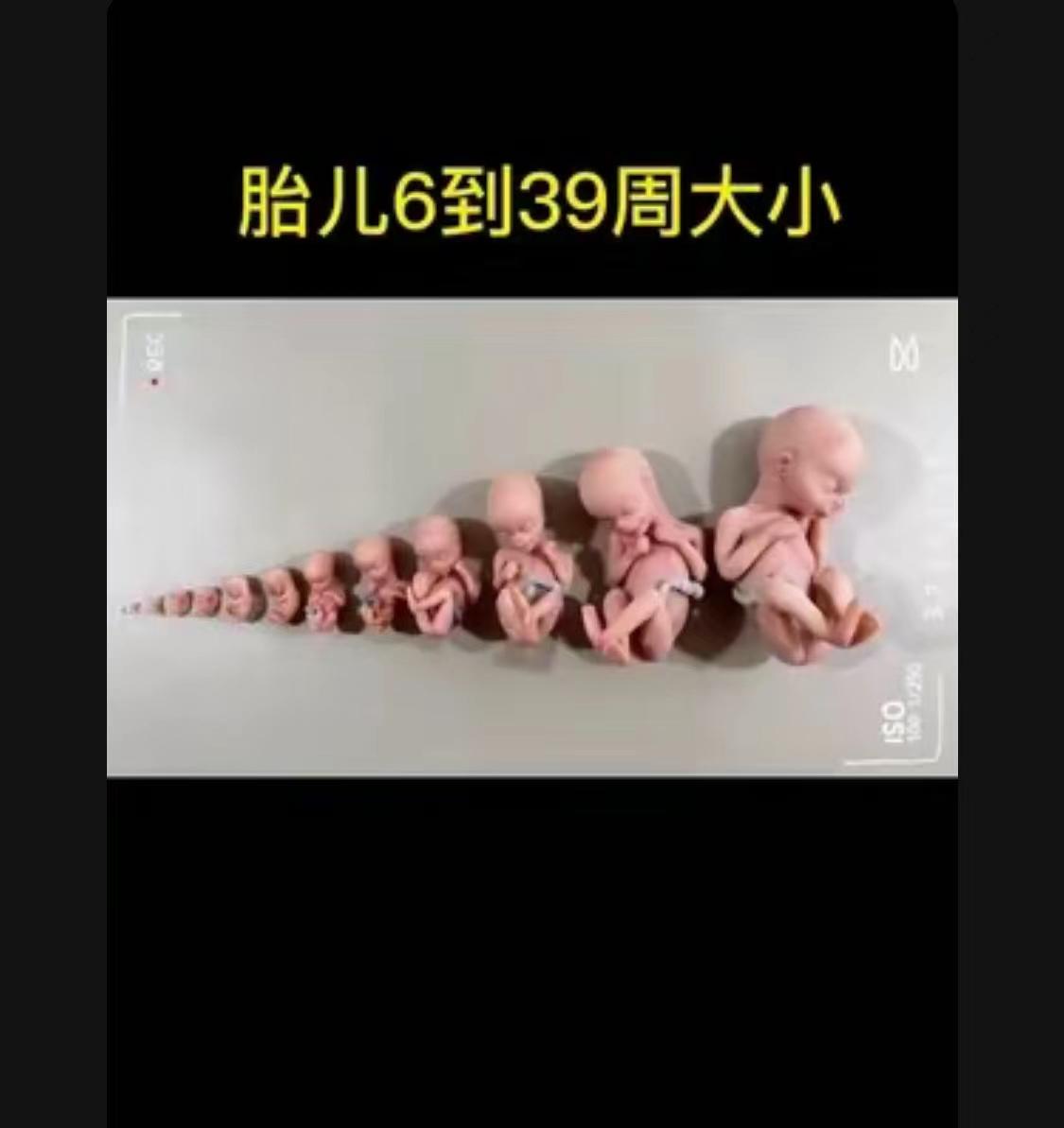 十月怀胎的辛苦 胎儿6周到36周大小