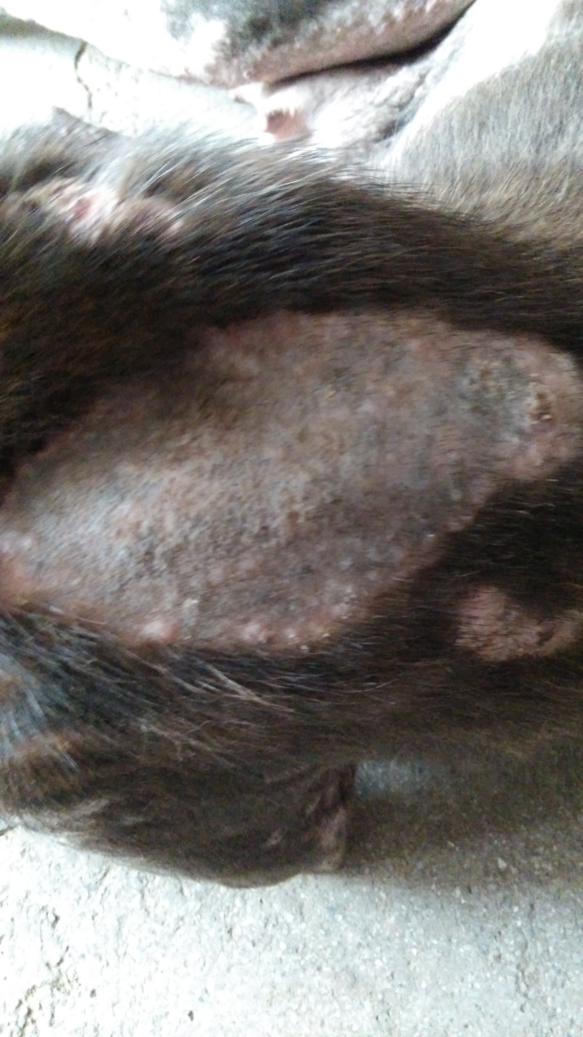 狗身上长这样一块一块的是什么病.