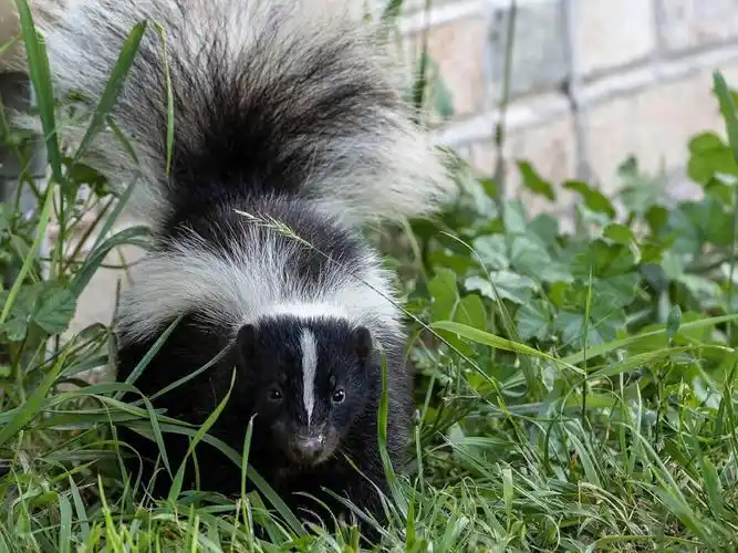 我把臭鼬02吓跑了,无知者无畏98