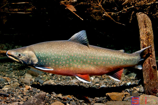 鲑鱼观赏鱼百科图片_饲养繁殖_雌雄鉴别_sbike