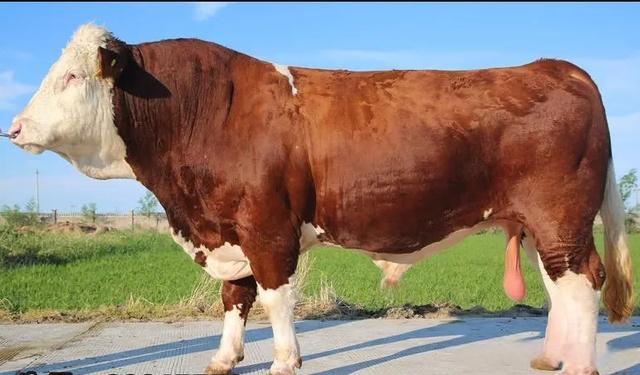 种公牛的饲料管理非常重要,饲喂时间要有规划,每次饲喂的数量应该适当