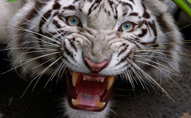 巴厘虎(学名:panthera tigris ssp.balica)