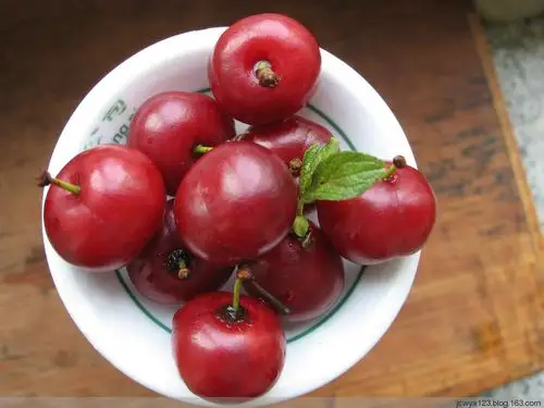 今天,这种 国宝欧李作为第三代新兴水果开发成功,国人也可以品尝了!
