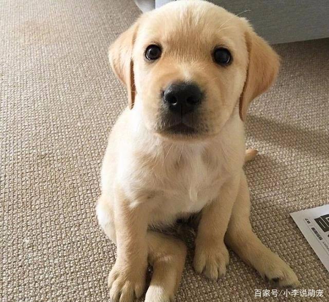 小时候可爱的拉布拉多