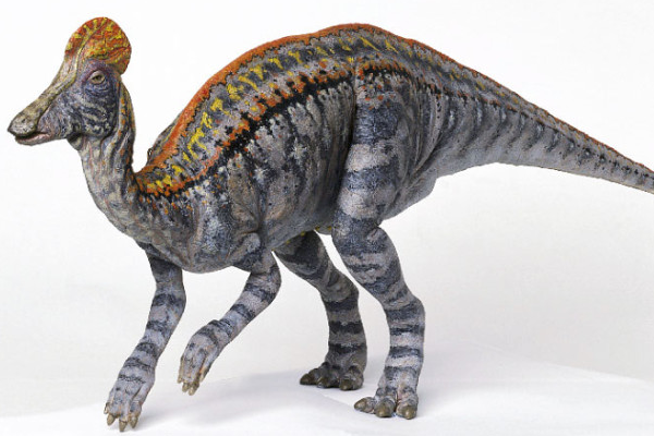 白垩纪鸭嘴龙科冠龙头戴扇形头冠脸颊能发出呱呱声