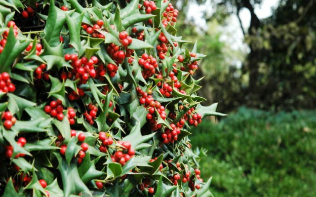 狗骨刺耐干旱,喜欢阳光,大多出现在酸性土壤中,那么在我国多出现在