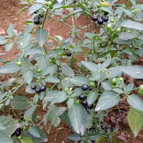 骄瑰新鲜龙葵果500g野生黑天天悠悠黑星星豆豆端端野果