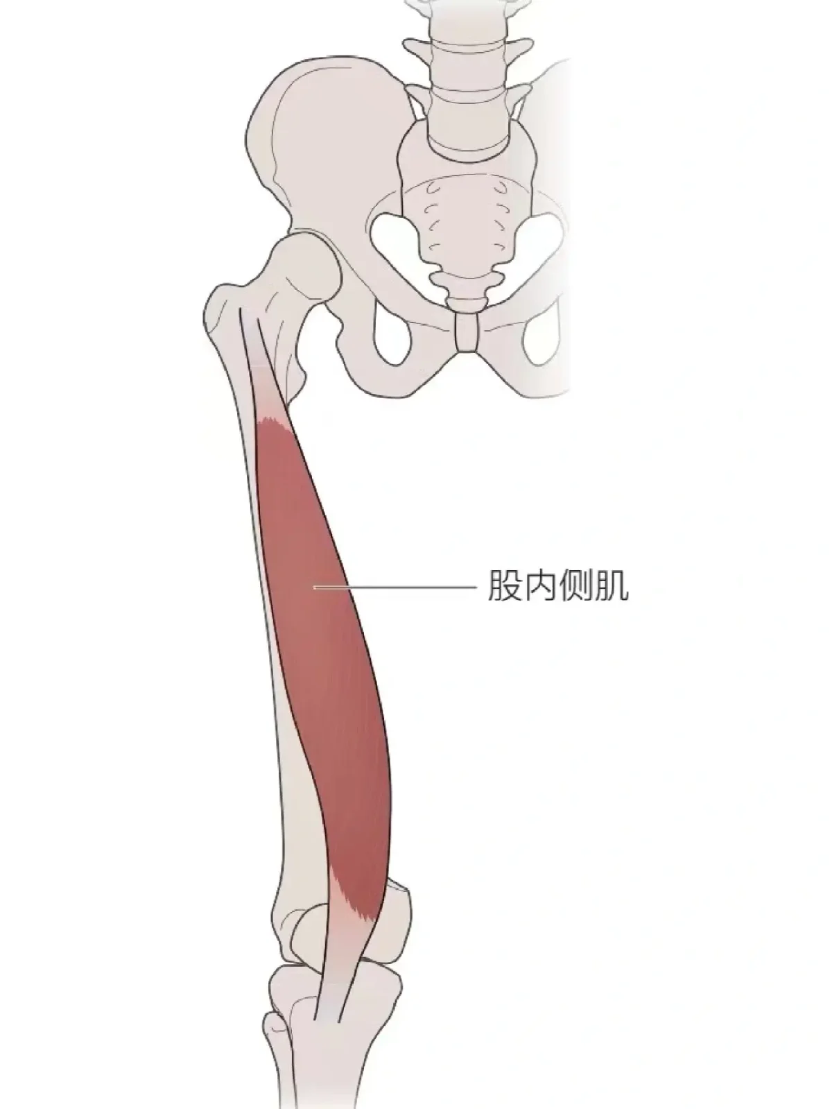 膝关节功能解剖学股内侧肌