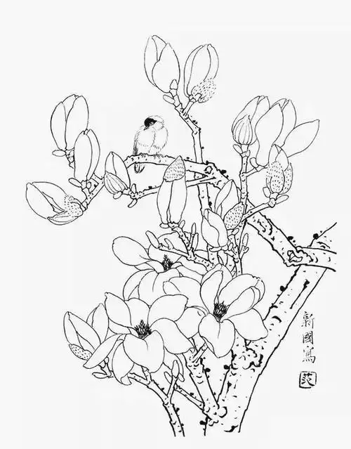 素材| 一组玉兰花工笔白描底稿 冰清玉洁 美好向往