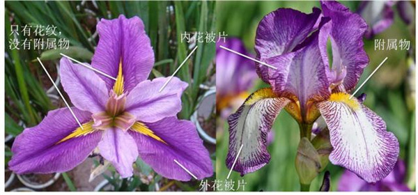 王室的宠儿梵高的缪斯翩翩的鸢尾花究竟拥有什么魅力