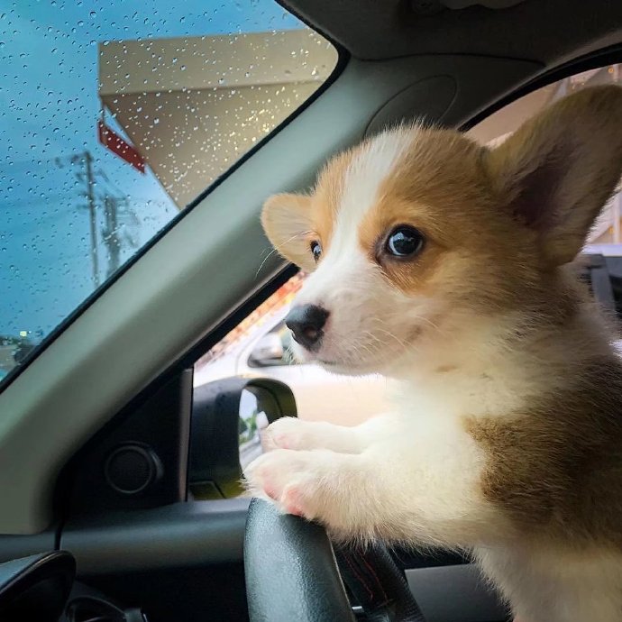 25#边伯贤#推特语音space#小狗今天说#即使有驾照,即使不是每天开车