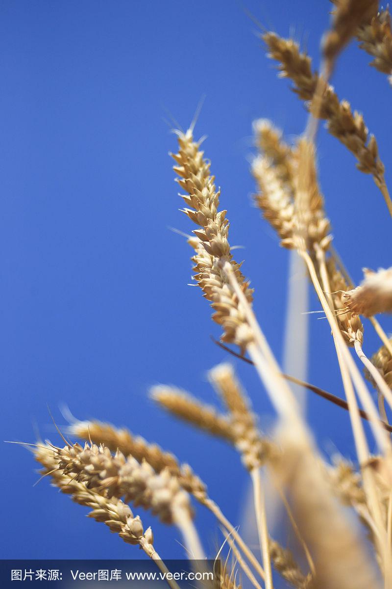 黄色的麦穗映衬着蓝天,特写