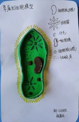花蕾朵朵初探头,日后当迎百花艳———记初一(21)班细胞模型小制作
