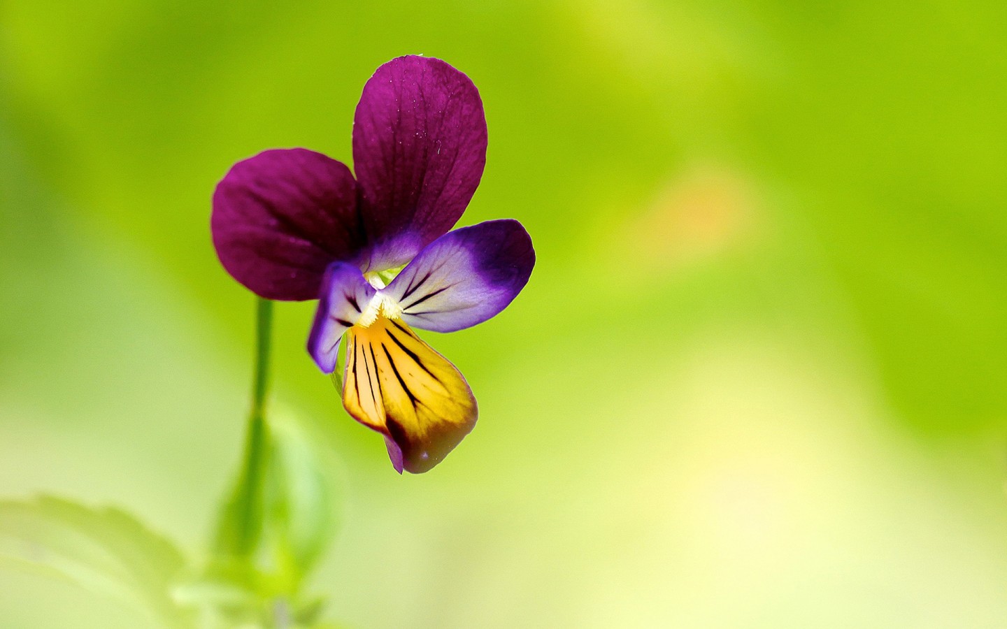 唯美意境花朵图片小清新电脑桌面壁纸下载