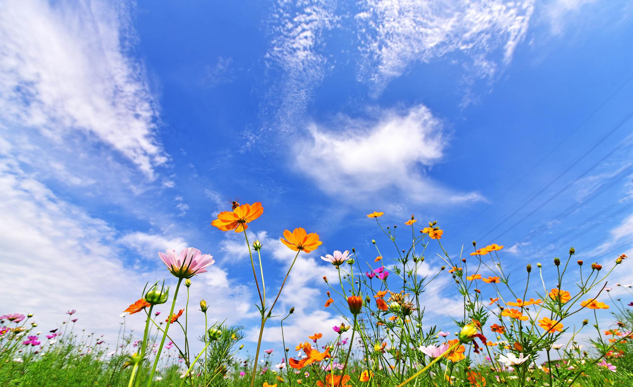 盛夏盛开在蓝天下的花海,2020年07月24日,江苏无锡锡山区东北塘