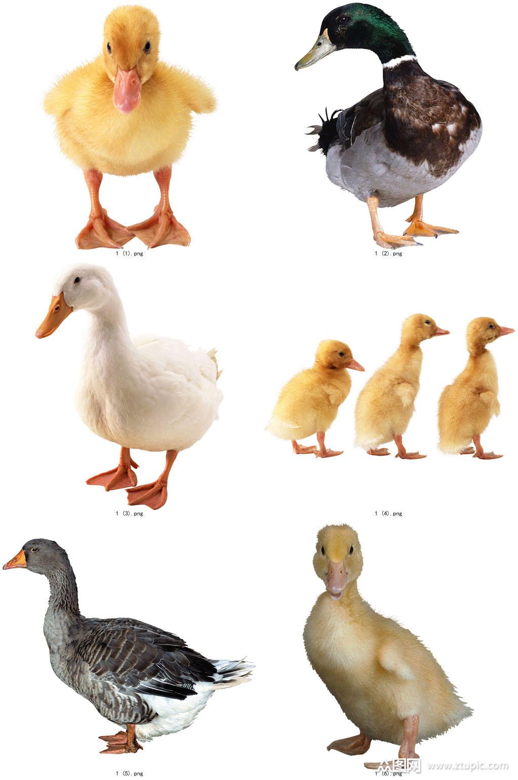 时尚彩色精美鸭子创意设计元素素材