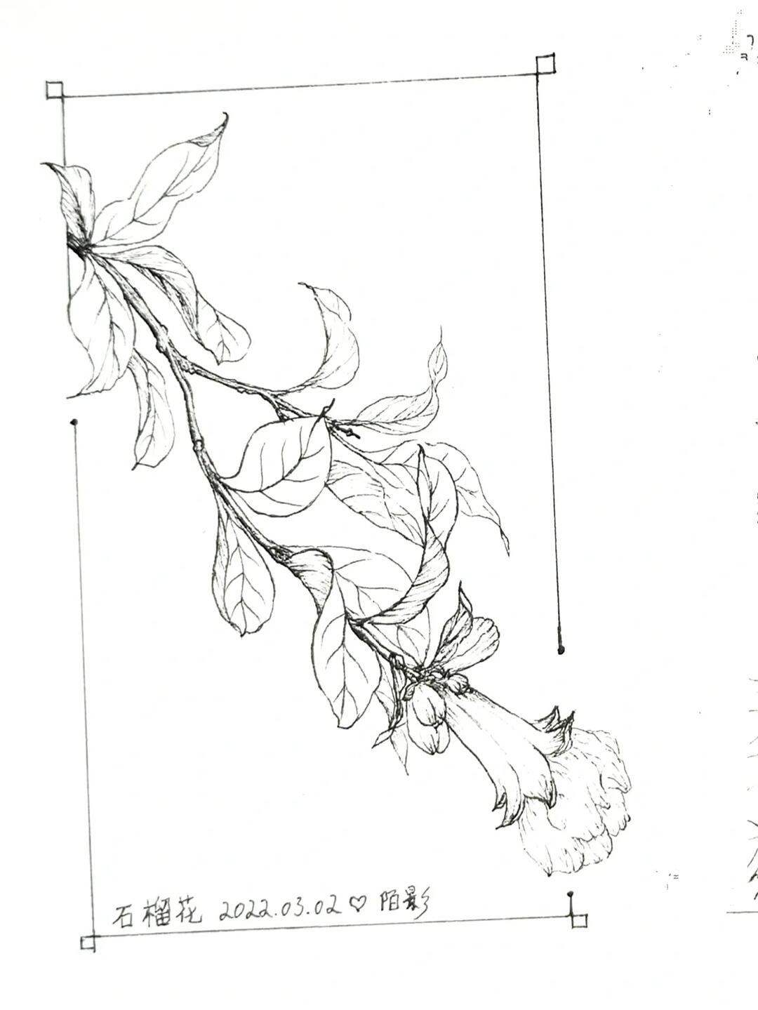 绘画日常29Ⅰ石榴花