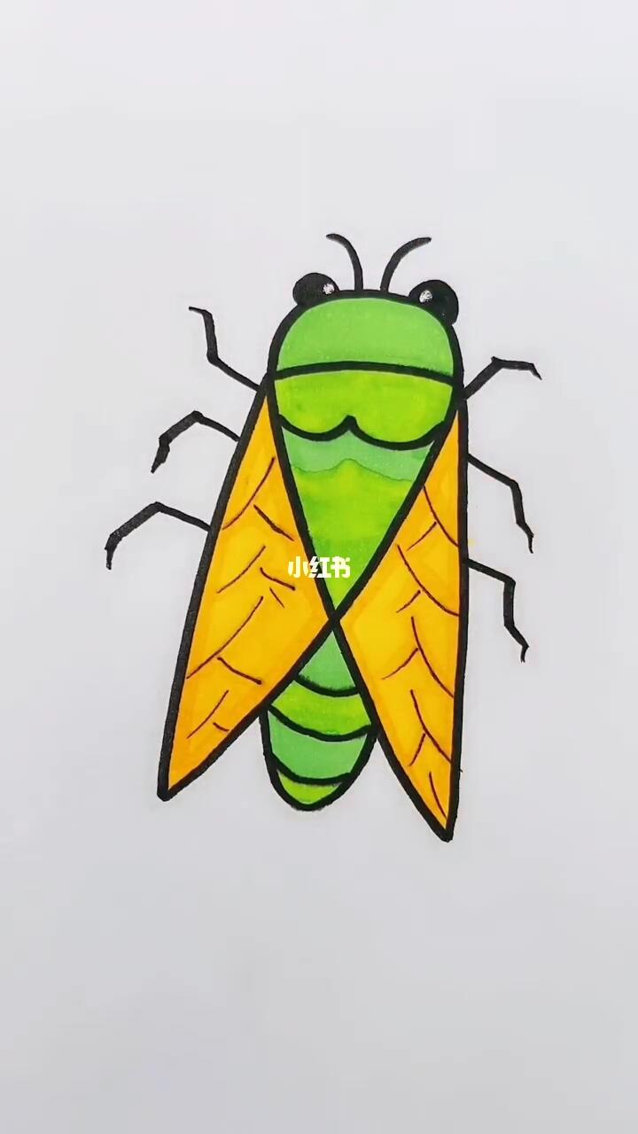 简笔画知了