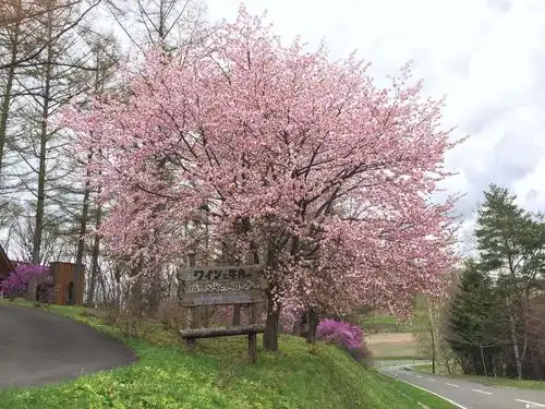阳光大地幼儿园豆豆班——绘画作品《樱花树》🌸 - 美篇