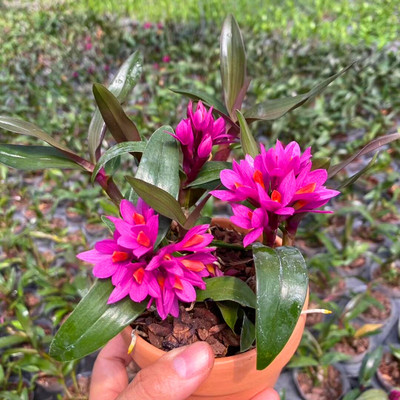 姬美石斛 水莲石斛花深红色带简易盆发货已成活 石斛兰 花卉 绿植