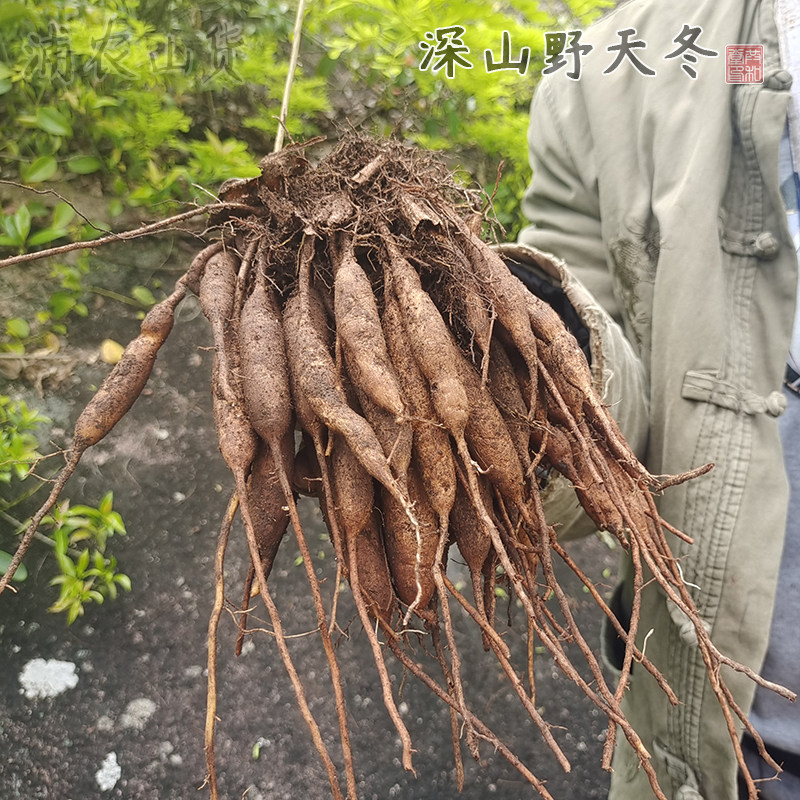 深山现挖新鲜天门冬中药材野生天冬正品500g包邮泡酒煲汤料三百棒