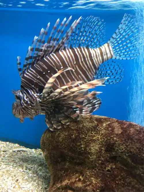 海中美丽的鱼鱼