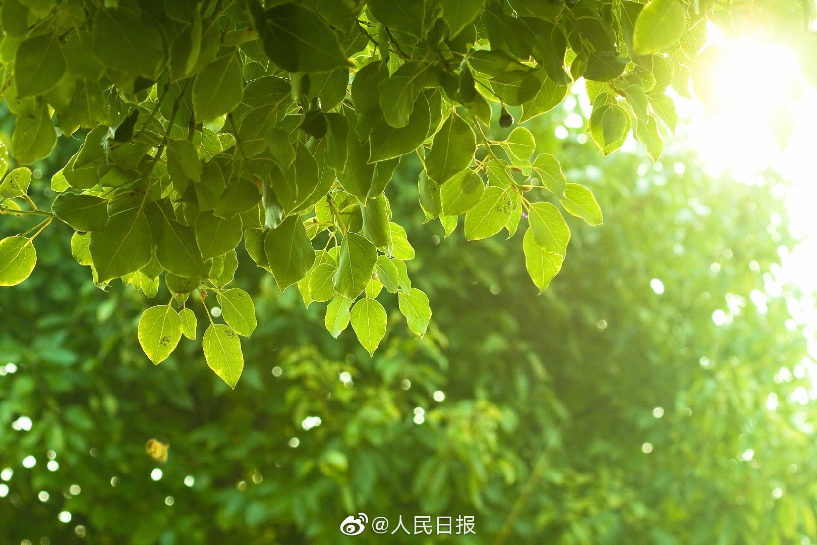 人民日报评女主播进小学教室拍抖音自媒体请自重