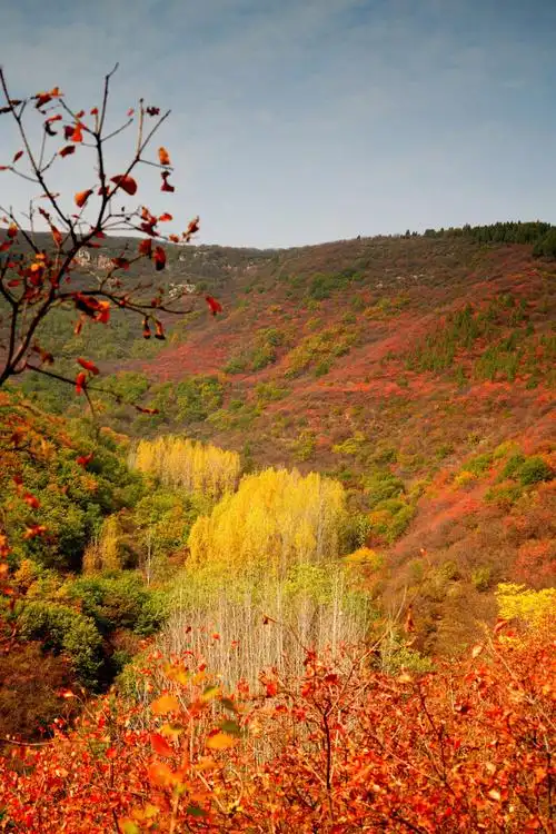红叶满山层林尽染