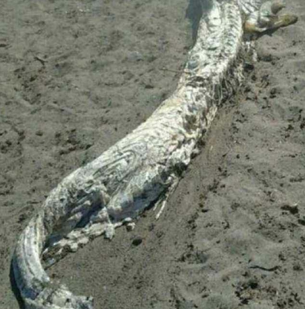 世界未解之谜之营口坠龙事件揭秘,真龙现身?还是一场误会?