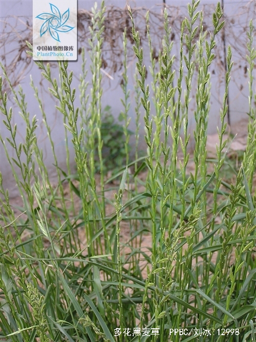 是禾本科黑麦草属草本植物,杆圆柱形,直立光滑,叶片柔软下披,叶背