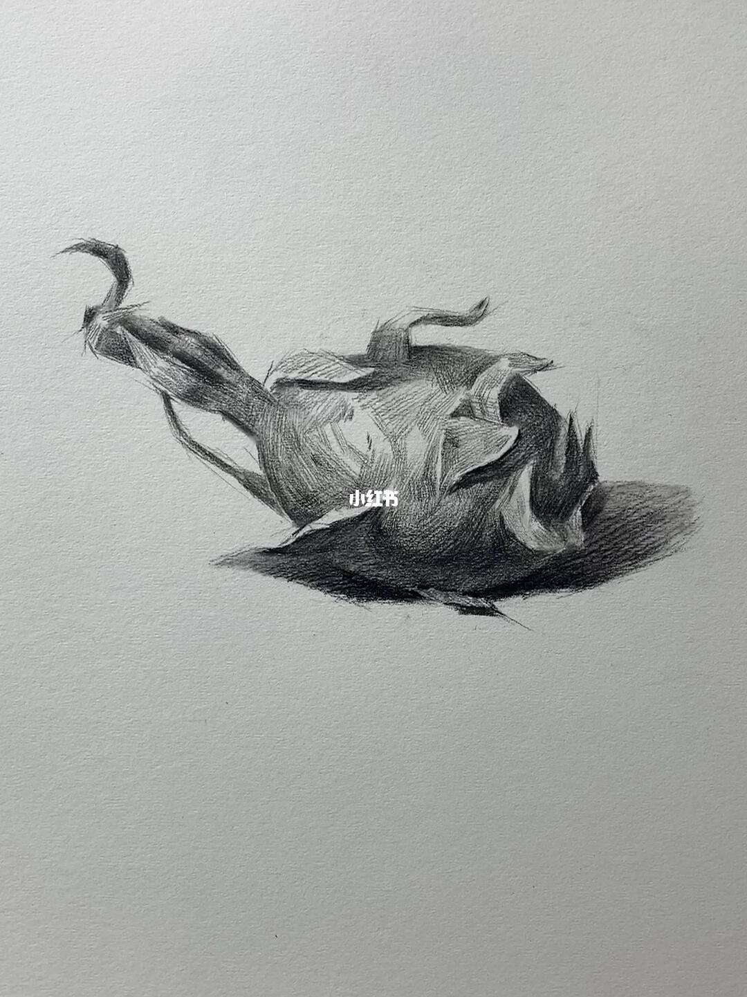 画画  #素描 #零基础素描  #素描静物  #火龙果  #寻找小红书换画