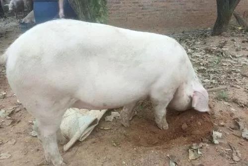 为何猪喜欢拱土难道里面有好吃的还是一种嗜好