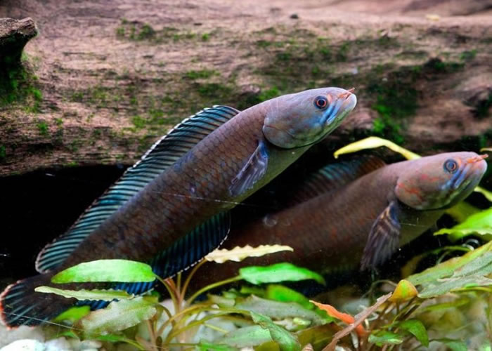 科学家发现的其中一种新品种鳢鱼