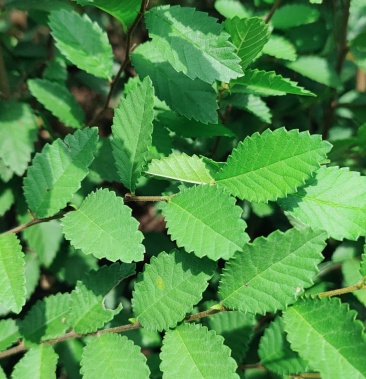 榔榆小苗榔榆苗一年生的榔榆小苗