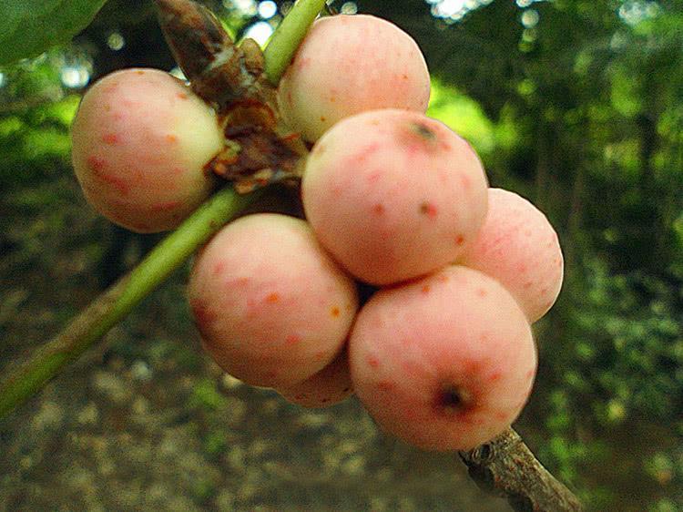 原创人称"天仙果",曾是农村娃的零食,如今不多见了,遇见要珍惜