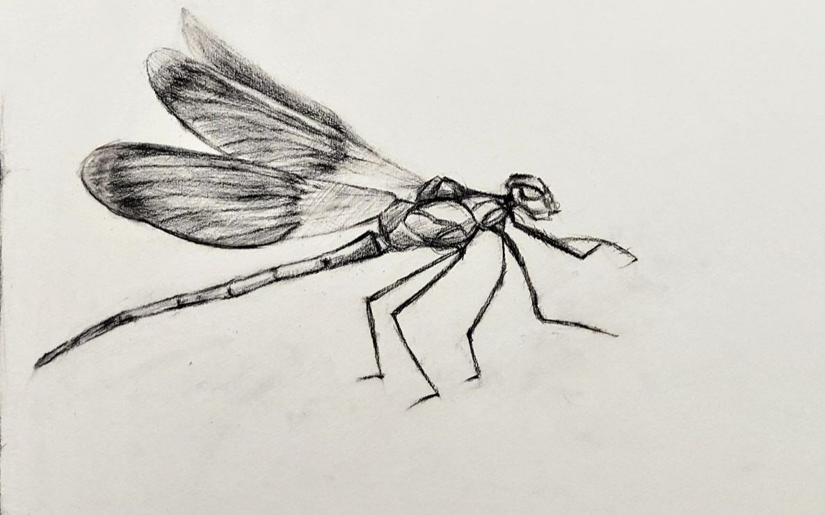 【素描】-画一只迷人的小蜻蜓!初学者也可以学的会!