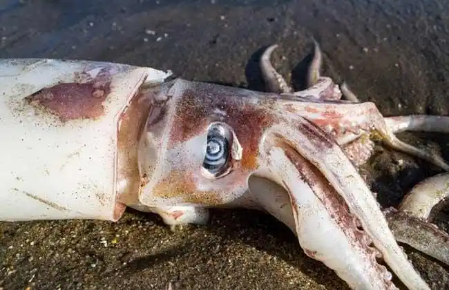 巨型鱿鱼到底有多大?