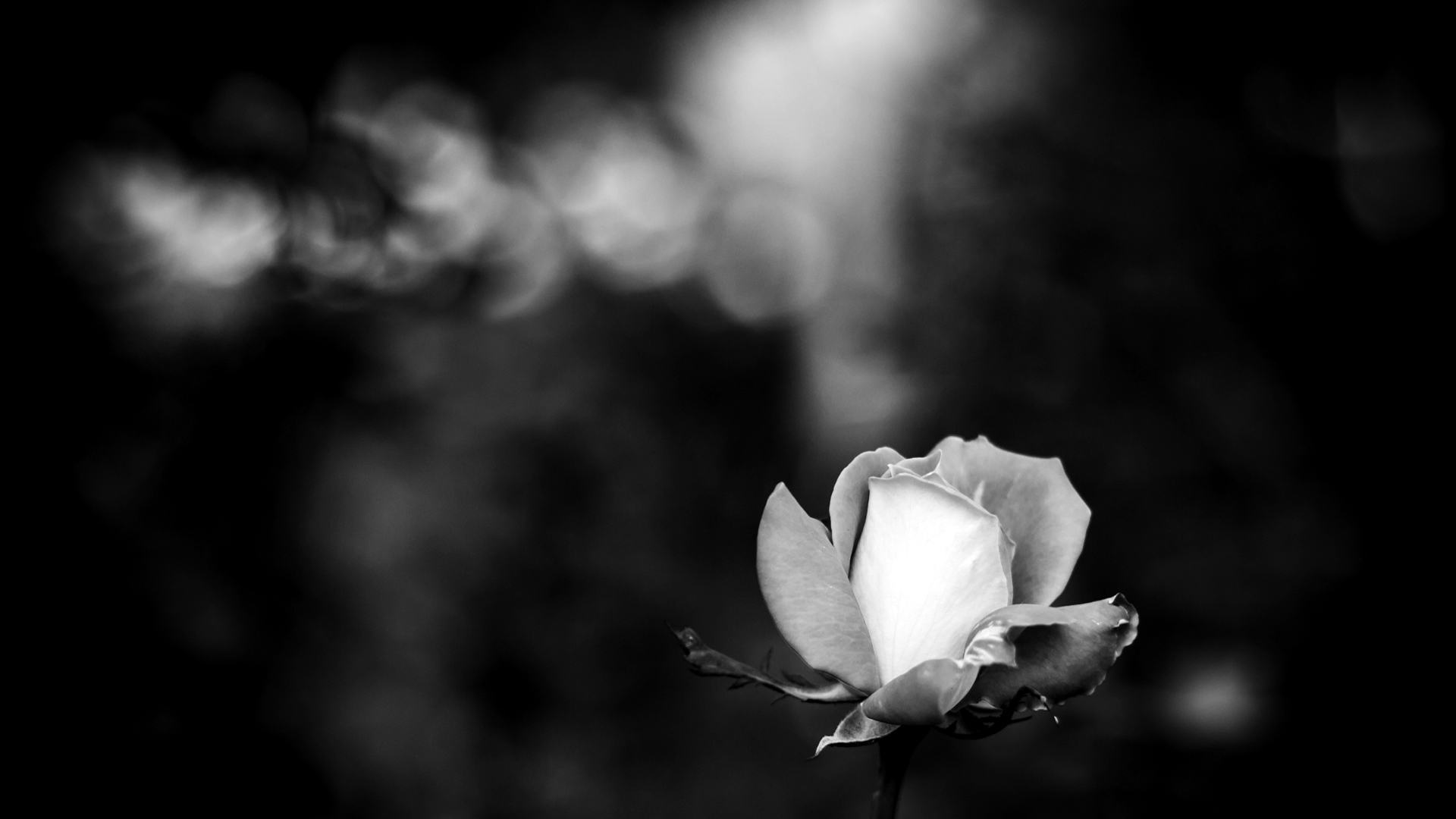黑白色调植物花朵创意设计电脑桌面壁纸图片