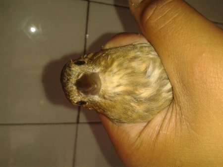 请问这个麻料是公是母,谢谢