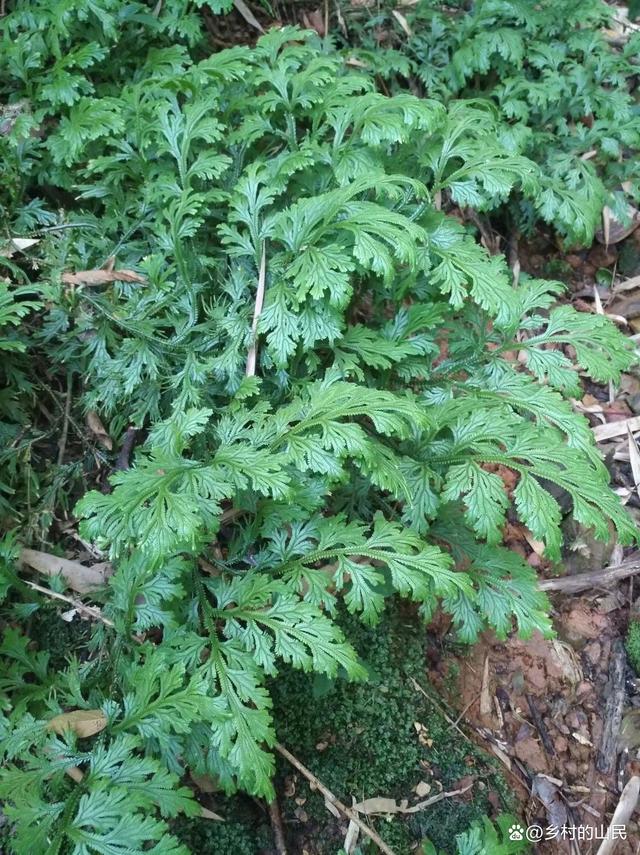 野生金龙草,又叫龙鳞草,深绿卷柏,有药用植物还有观赏性