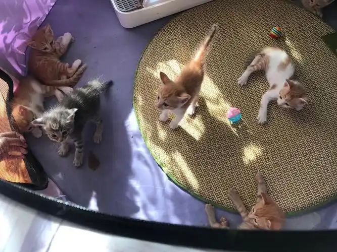 英短跟橘猫混的小猫咪找领养啦