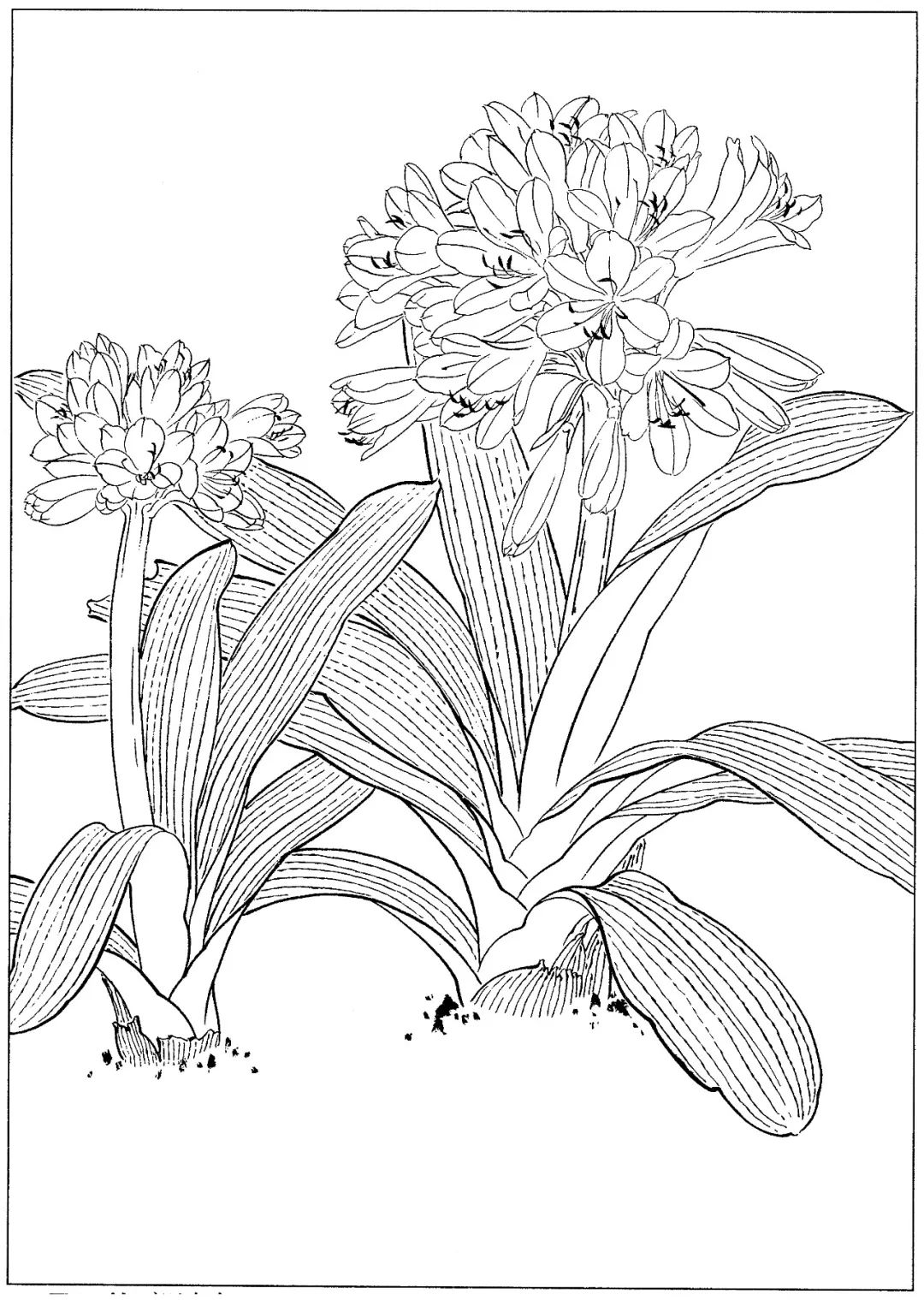 梅兰竹菊四君子国画线描素材高清81幅