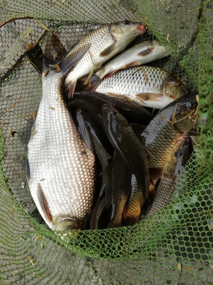 暑钓乐鱼塘钓鱼也热也快乐