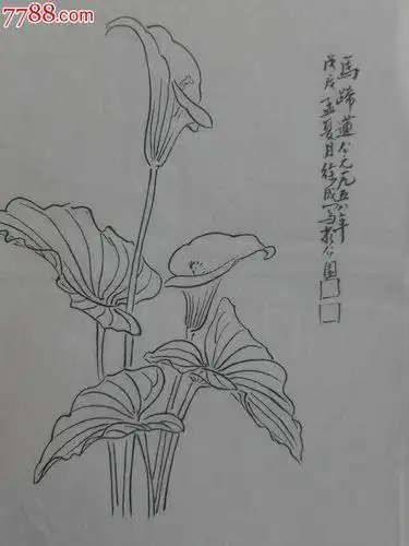 白描花卉图片白描花卉图片简单