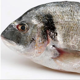 【新鲜捕捞】精选金鲷鱼·三去净重